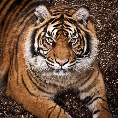 虎捕猎时凭视觉和听觉,采用隐蔽追踪的方式,发现猎物后,以草丛,乱石作